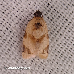 Neocalyptis liratana