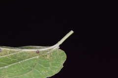 Celticecis cupiformis