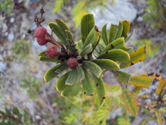 Comarostaphylis polifolia