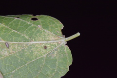 Celticecis cupiformis