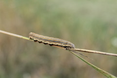 Aedia leucomelas