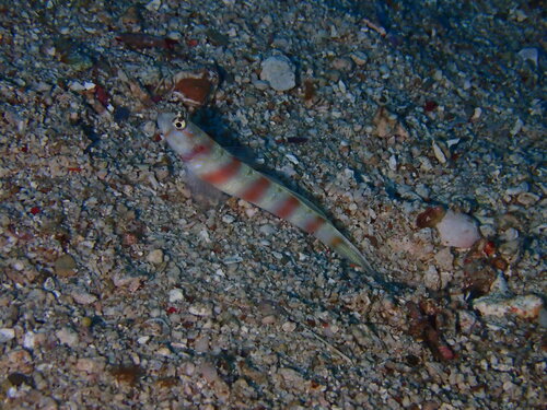 Amblyeleotris ogasawarensis observed 2024-11-05