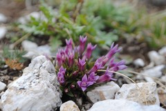 Gentianella columnae