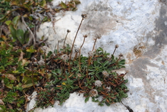 Globularia meridionalis