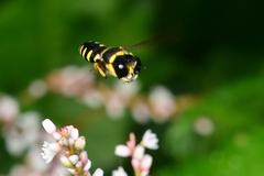 Ectemnius decemmaculatus