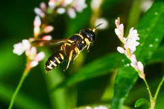 Ectemnius decemmaculatus