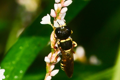 Ectemnius decemmaculatus