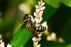 Ectemnius decemmaculatus