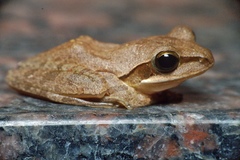 Polypedates maculatus