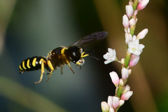Ectemnius decemmaculatus