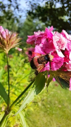 Pellucid Hover Fly