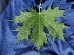 Cnidoscolus maculatus