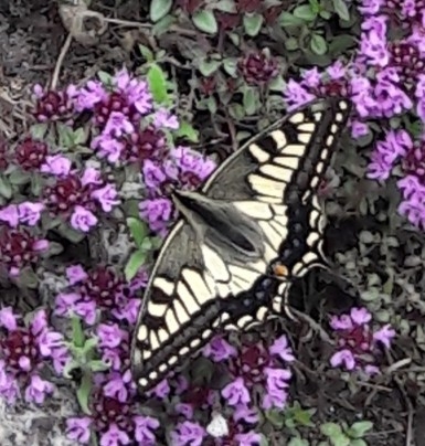 Common Yellow Swallowtail