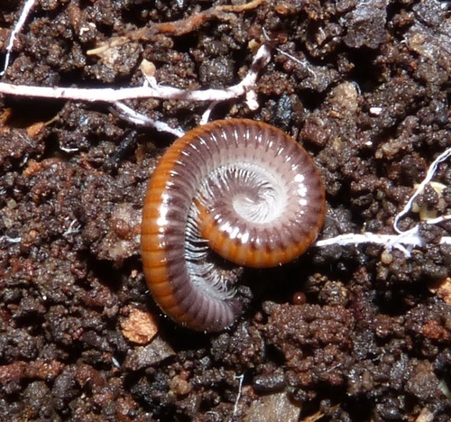 Ophyiulus rubrodorsalis