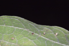 Celticecis cupiformis