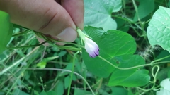 Ipomoea meyeri