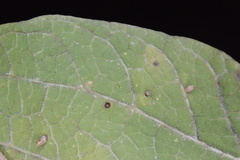 Celticecis cupiformis