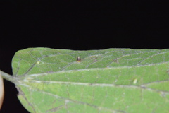 Celticecis cupiformis