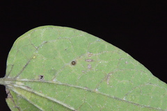 Celticecis cupiformis