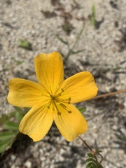 Kallstroemia peninsularis