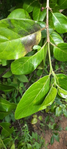 Afrocanthium