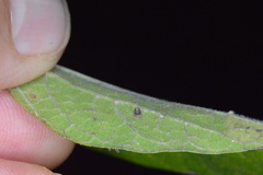 Celticecis cupiformis