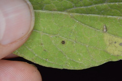 Celticecis cupiformis