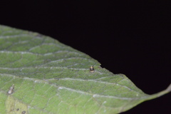 Celticecis cupiformis