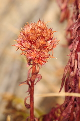 Rhodiola
