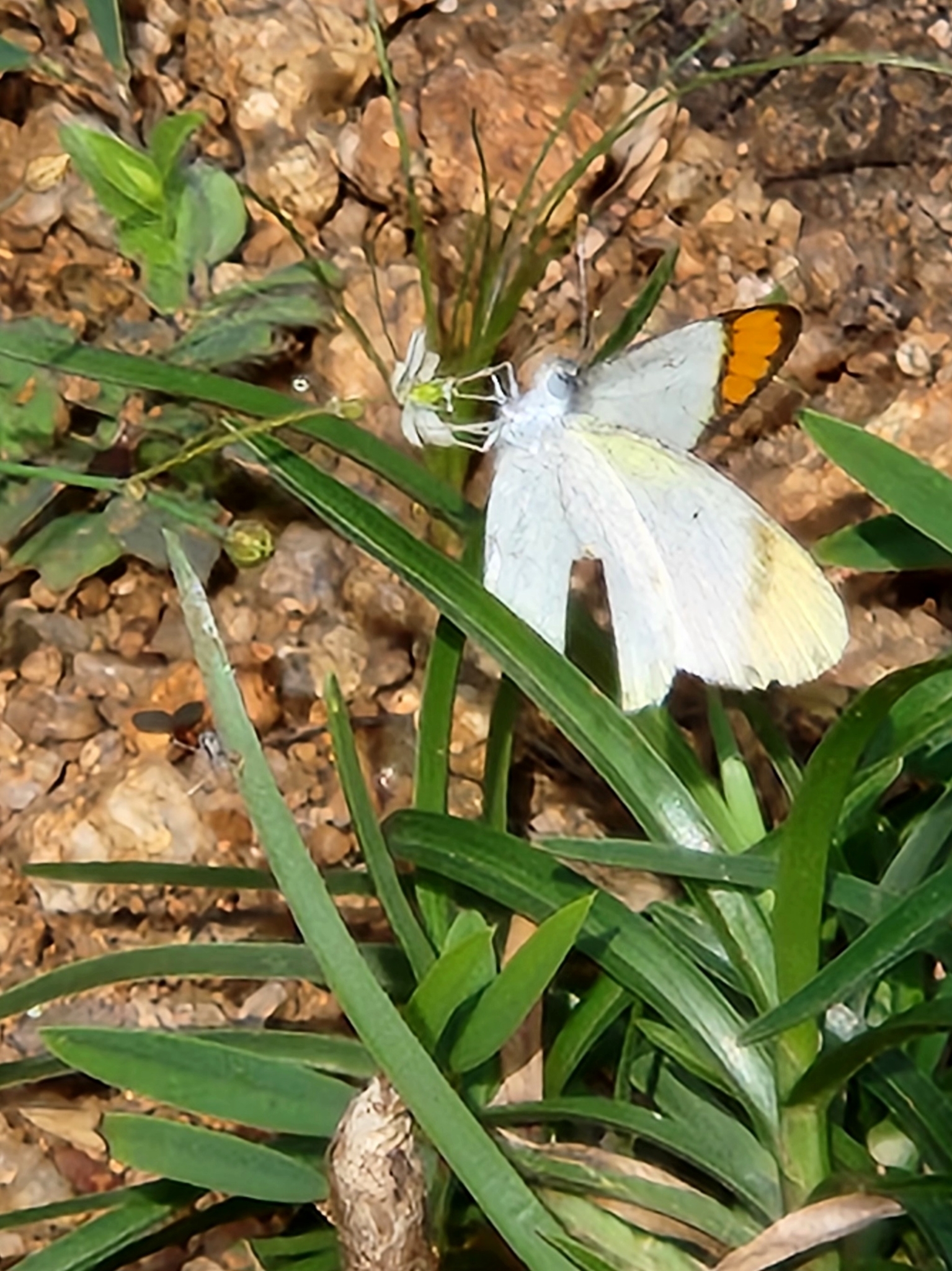 Little Orange-Tip