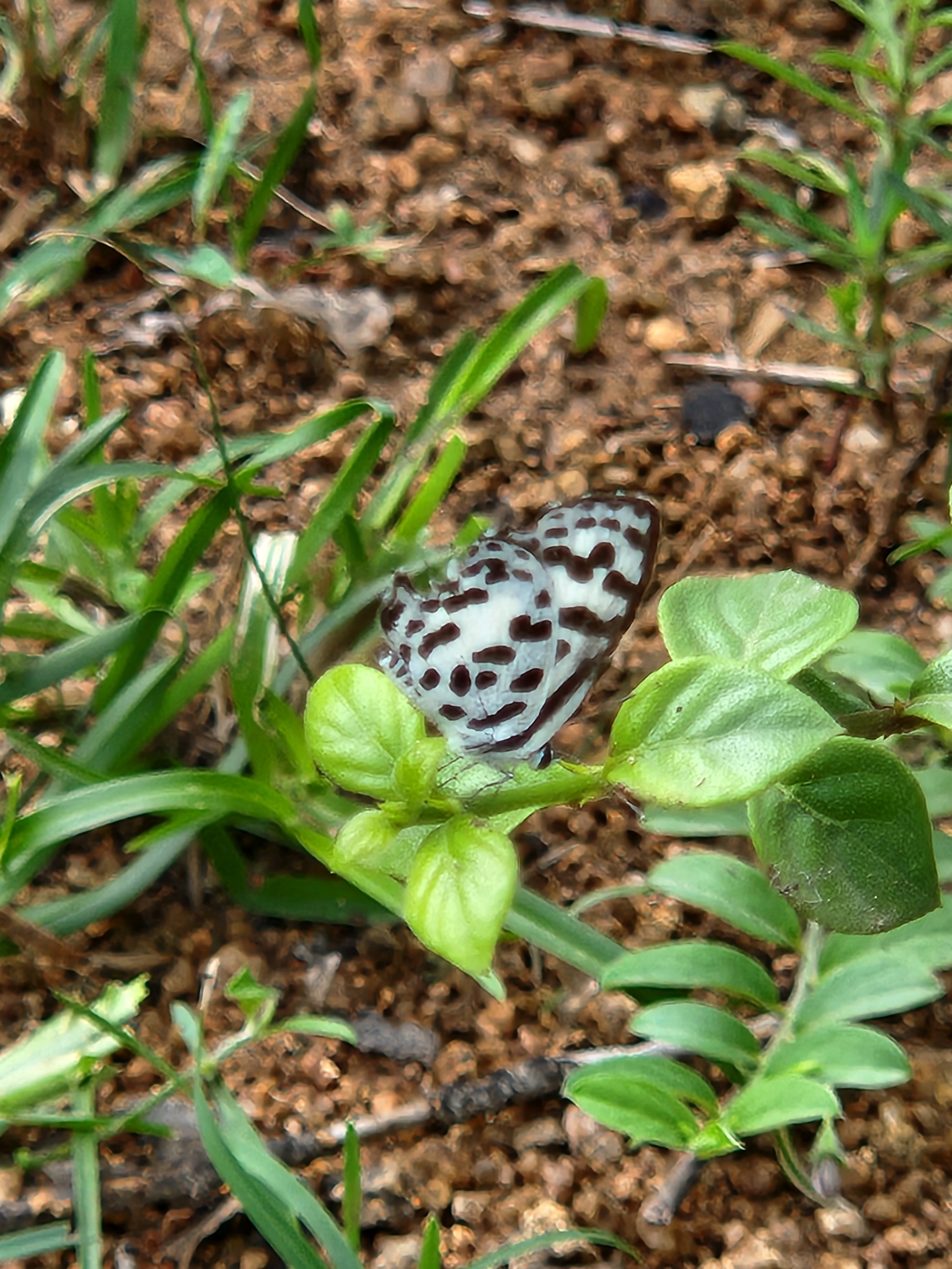 Common Pierrot
