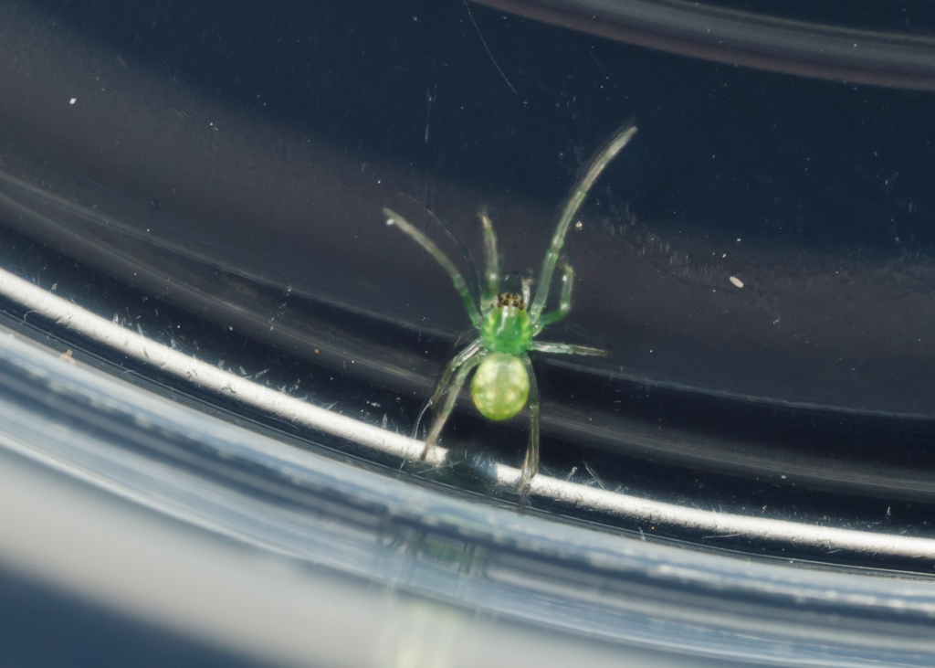 Green Long-jawed Orbweaver