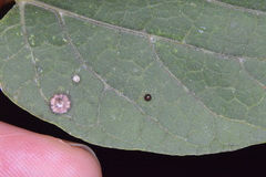 Celticecis cupiformis