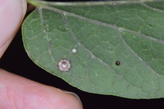 Celticecis capsularis