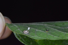 Celticecis capsularis