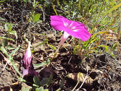 Ipomoea elongata