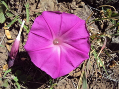 Ipomoea elongata