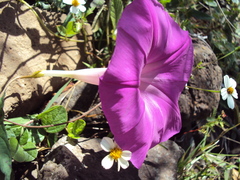 Ipomoea elongata