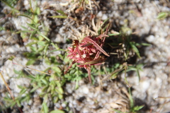 Polygala welwitschii