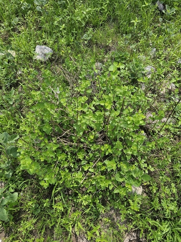 Brickellia veronicifolia, photograph 6