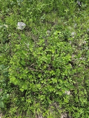 Brickellia veronicifolia, photograph (c) Erick Vélez Sánchez, some rights reserved (CC BY)