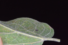 Celticecis cupiformis