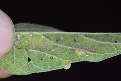 Celticecis cupiformis