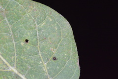 Celticecis cupiformis