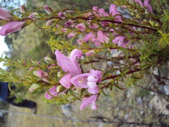 Lamourouxia dasyantha