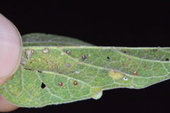 Celticecis cupiformis