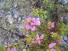 Lamourouxia dasyantha