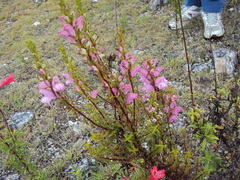 Lamourouxia dasyantha