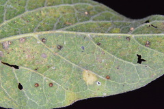 Celticecis cupiformis