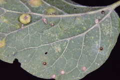 Celticecis cupiformis